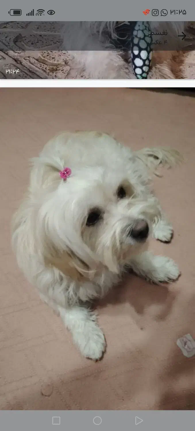 سگ خانگی|سگ|نجف‌آباد, کشاورز|دیوار