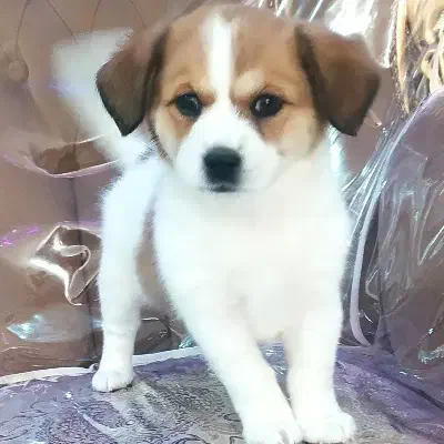 واگذاری سگ پاپی خوشگل بازی گوش|سگ|اصفهان, بهارستان|دیوار