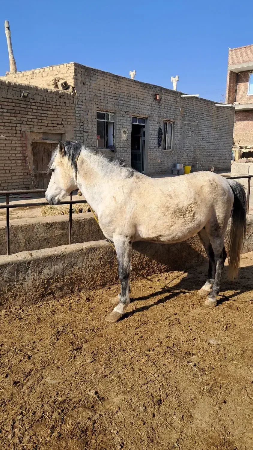 فروش اسب سفید|اسب و تجهیزات اسب‌سواری|میاندوآب, |دیوار