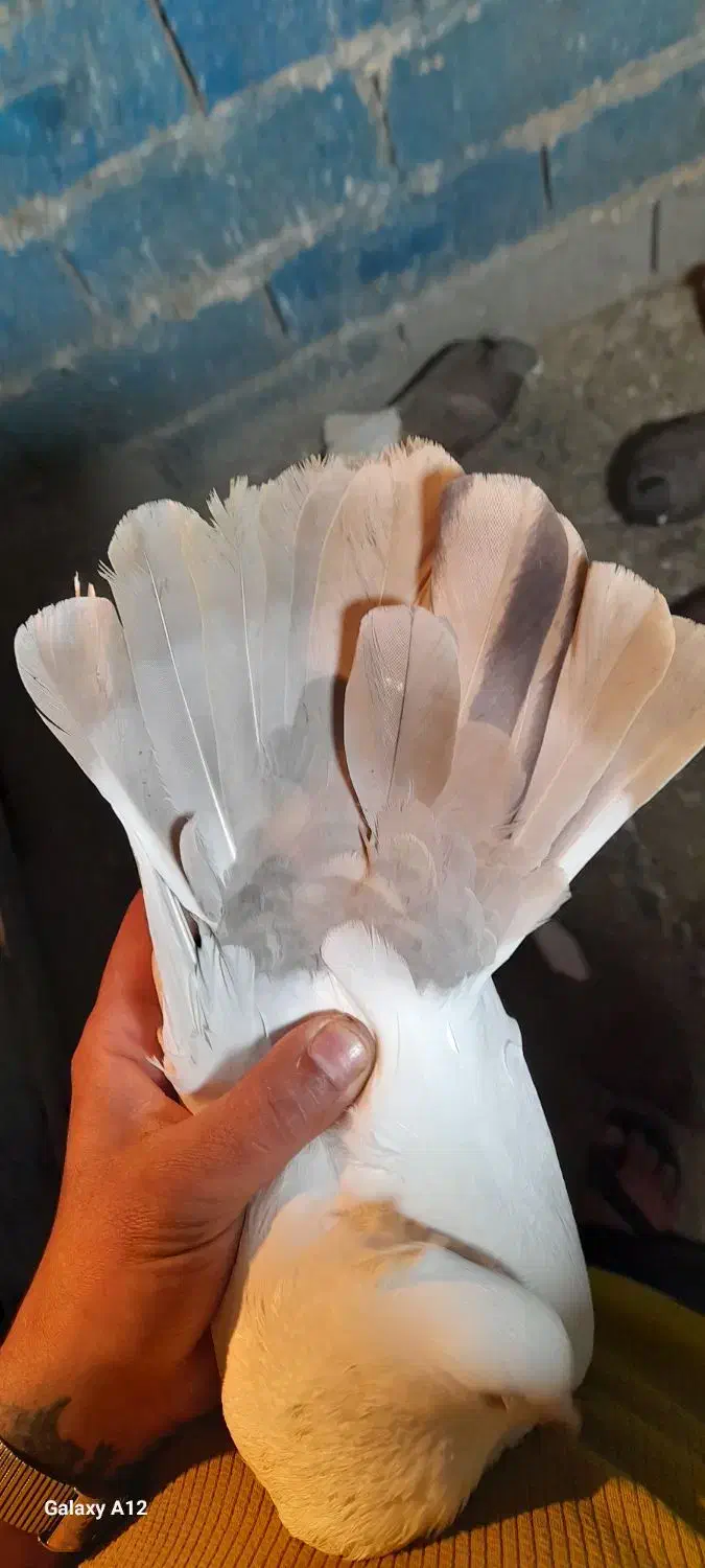 چهار عدد نر رنگی|پرنده|سوسنگرد, |دیوار