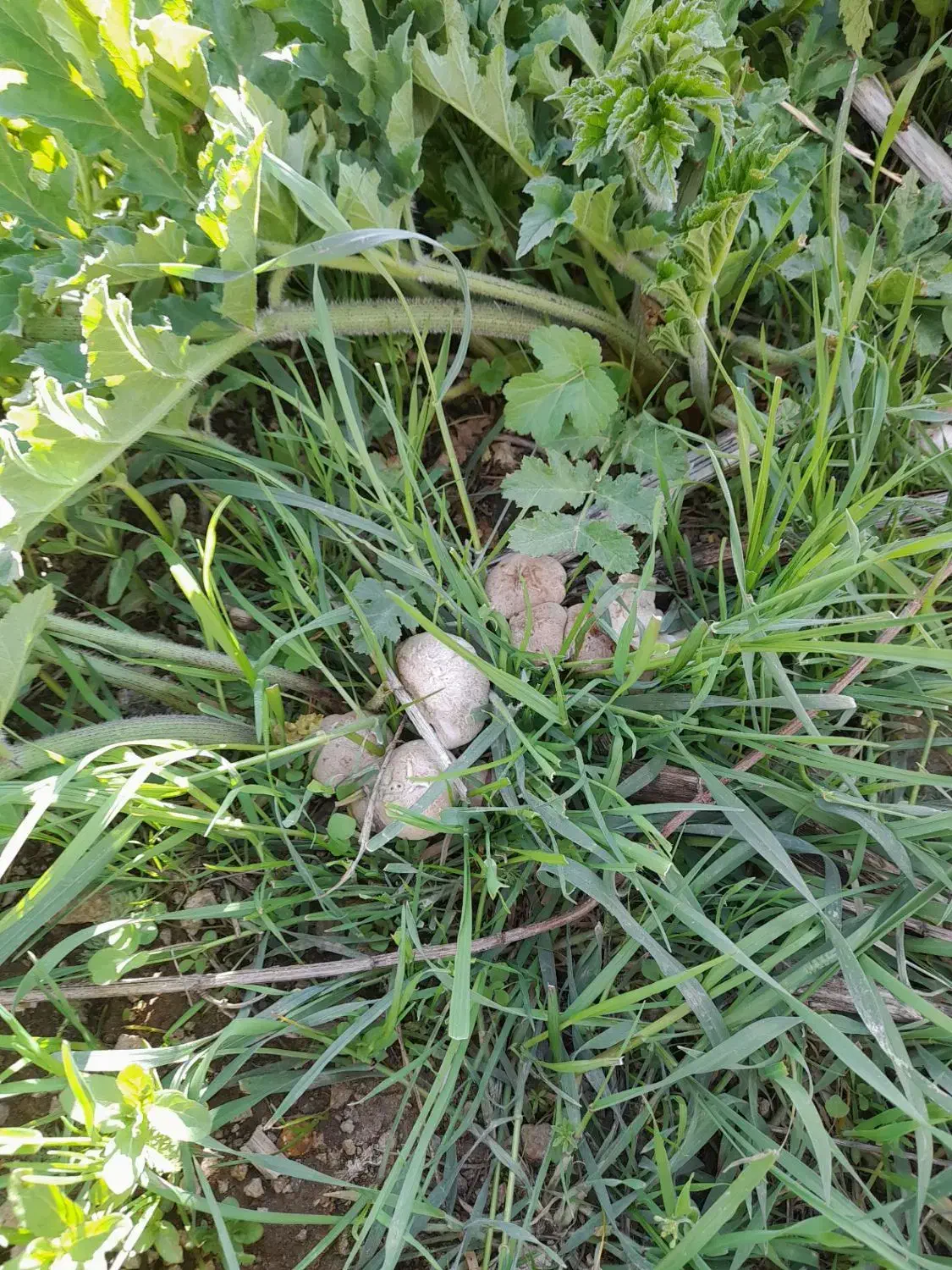 قبول پاک کردن و خرد کردن سبزیجات|خوردنی و آشامیدنی|مرند, |دیوار