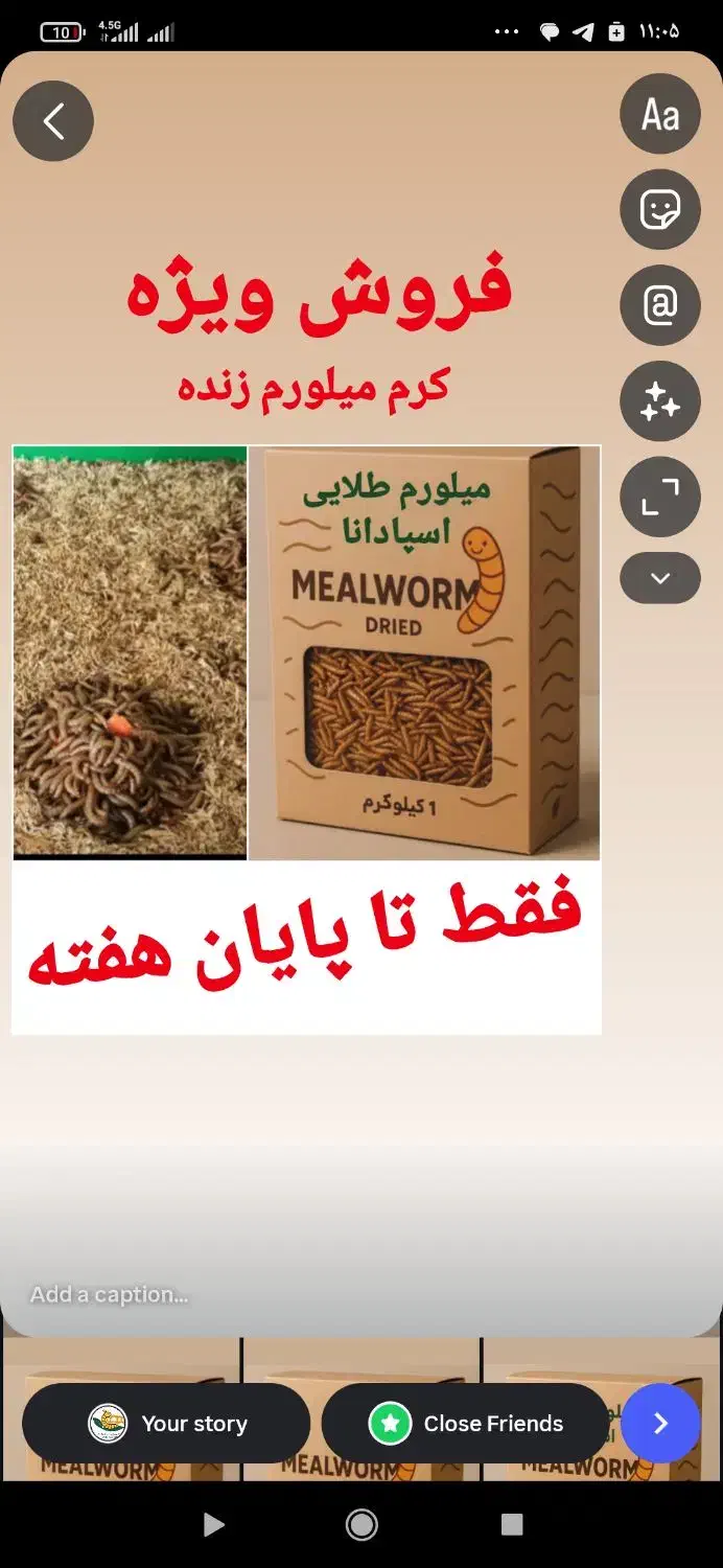 کرم میلورم زنده|خزنده|اصفهان, سرشبادران|دیوار