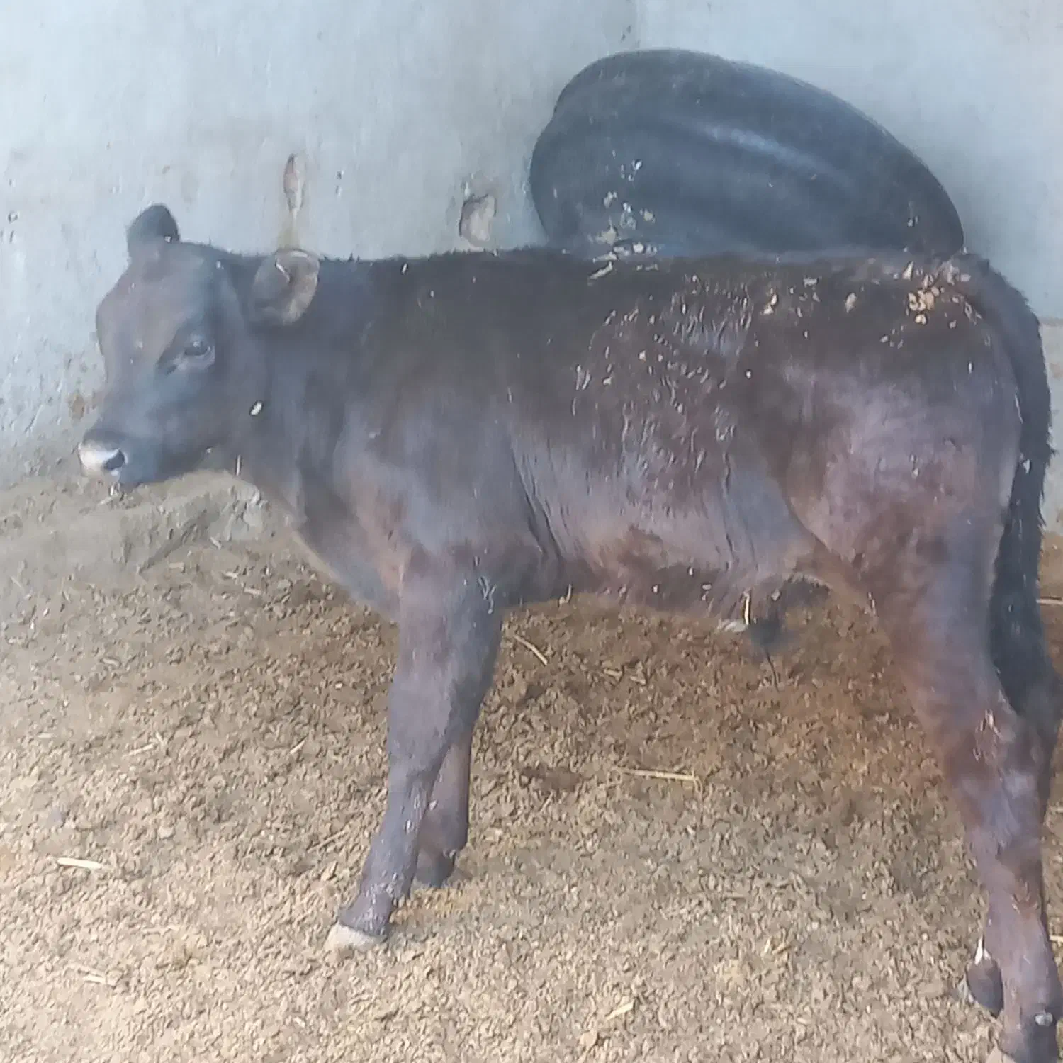 گوساله نر برانسوییس|حیوانات مزرعه|بیرجند, |دیوار