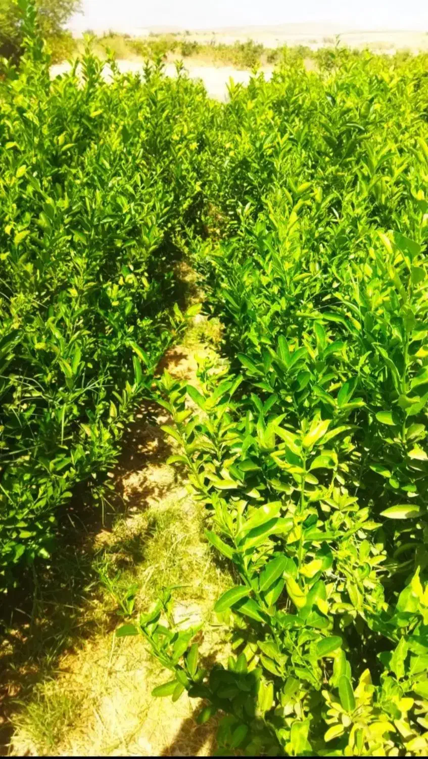 انواع نهال مرکبات|حراج|اصفهان, دانشگاه اصفهان|دیوار