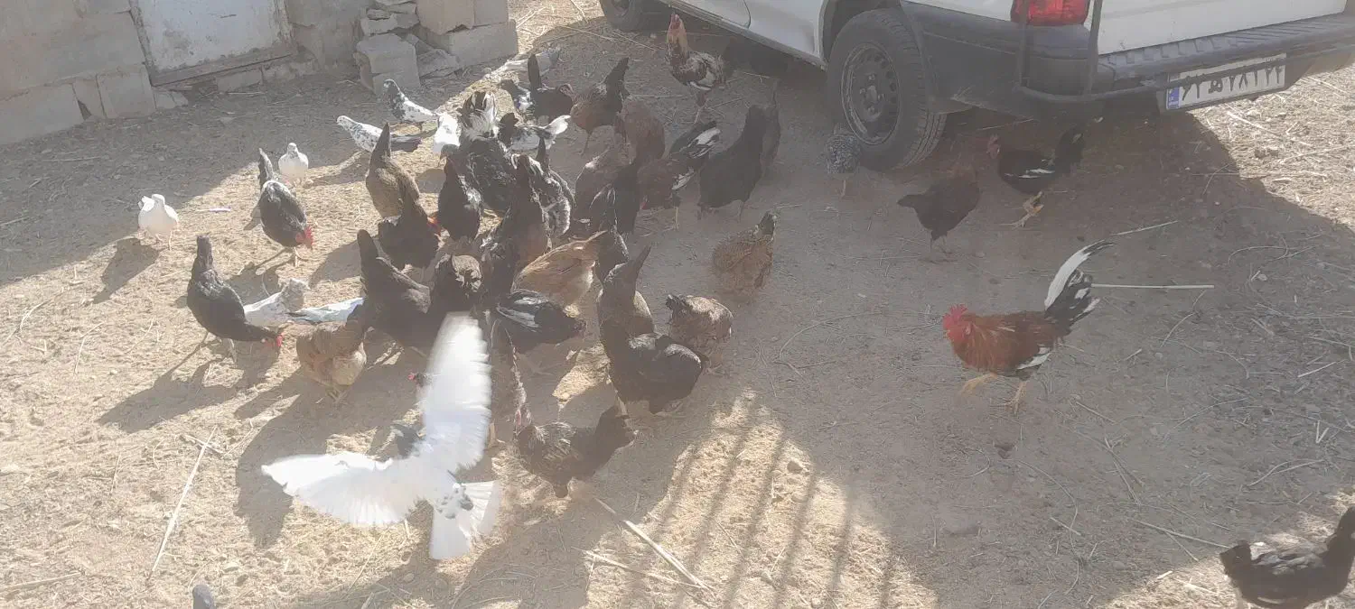 مرغ درجراحی|حیوانات مزرعه|چمران, |دیوار