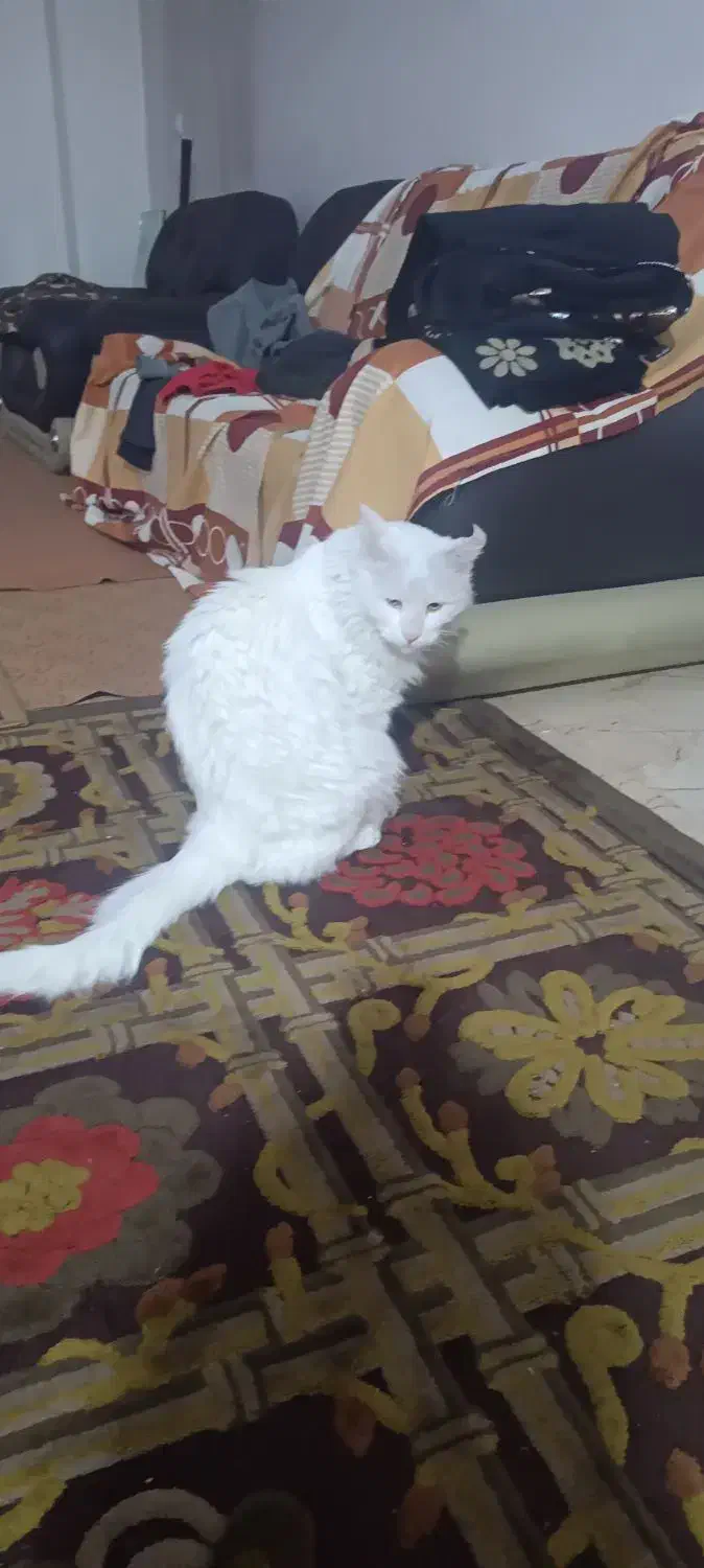 گربه خانگی|گربه|اسلام‌شهر, شهرک قائمیه|دیوار