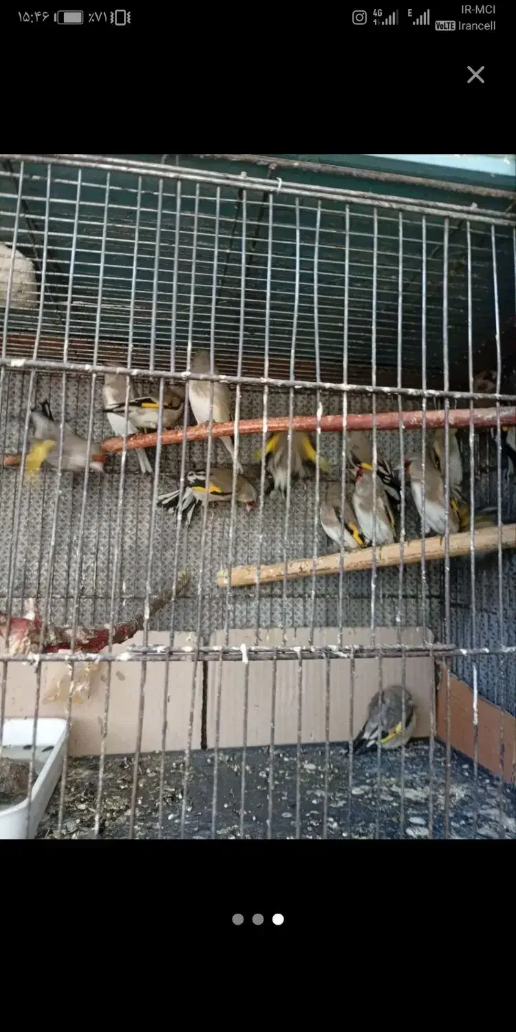 سهره کرمونی ریزخون|پرنده|شهر بابک, |دیوار