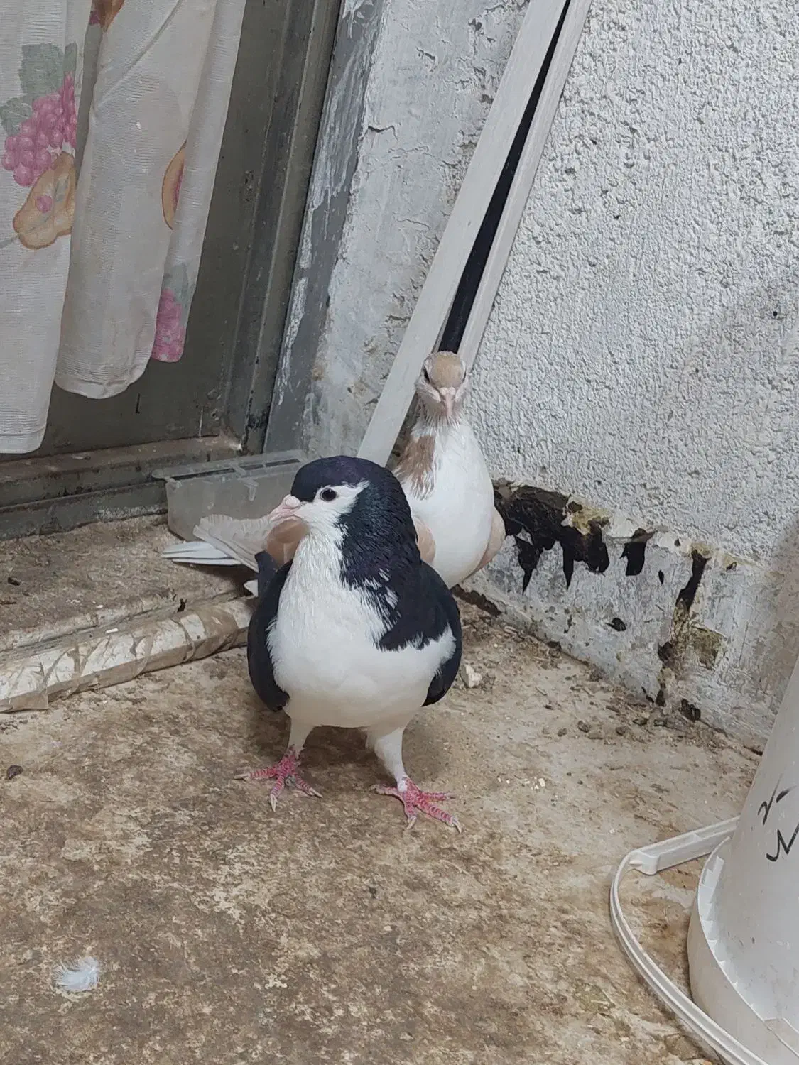 یک جفت کبوتر شیر زرد و شیر سیاه به ضمات تخم و جوجه|پرنده|نیشابور, شهرک اندیشه|دیوار