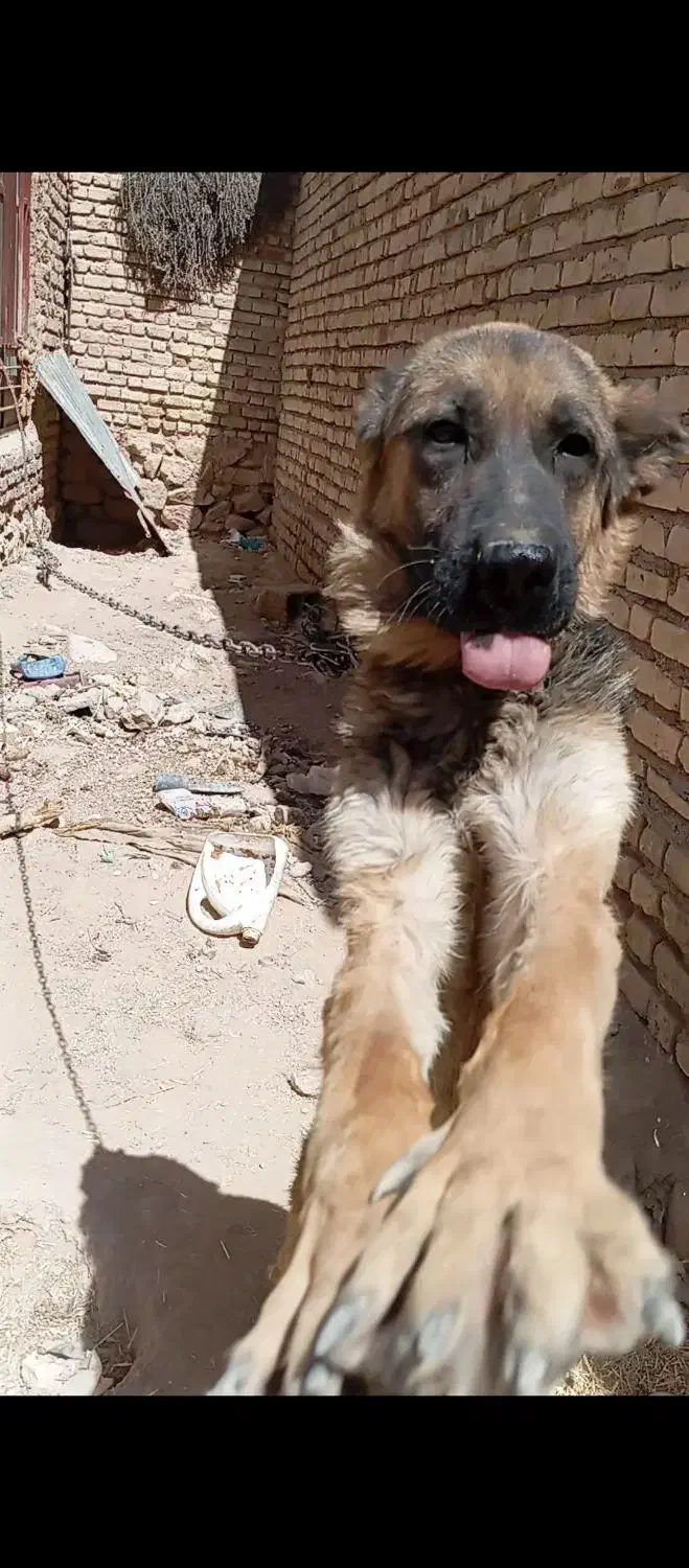 ژرمن شپرد|سگ|ششده و قره بلاغ, |دیوار