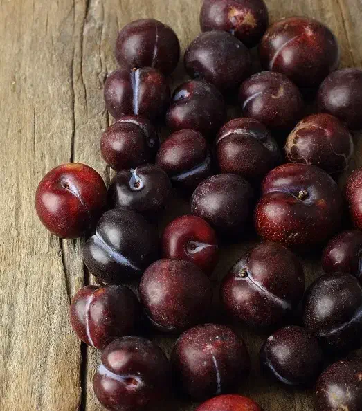 پیشفروش نهال شناسه دار آلو پاییزه|خدمات باغبانی و درختکاری|طبس, |دیوار