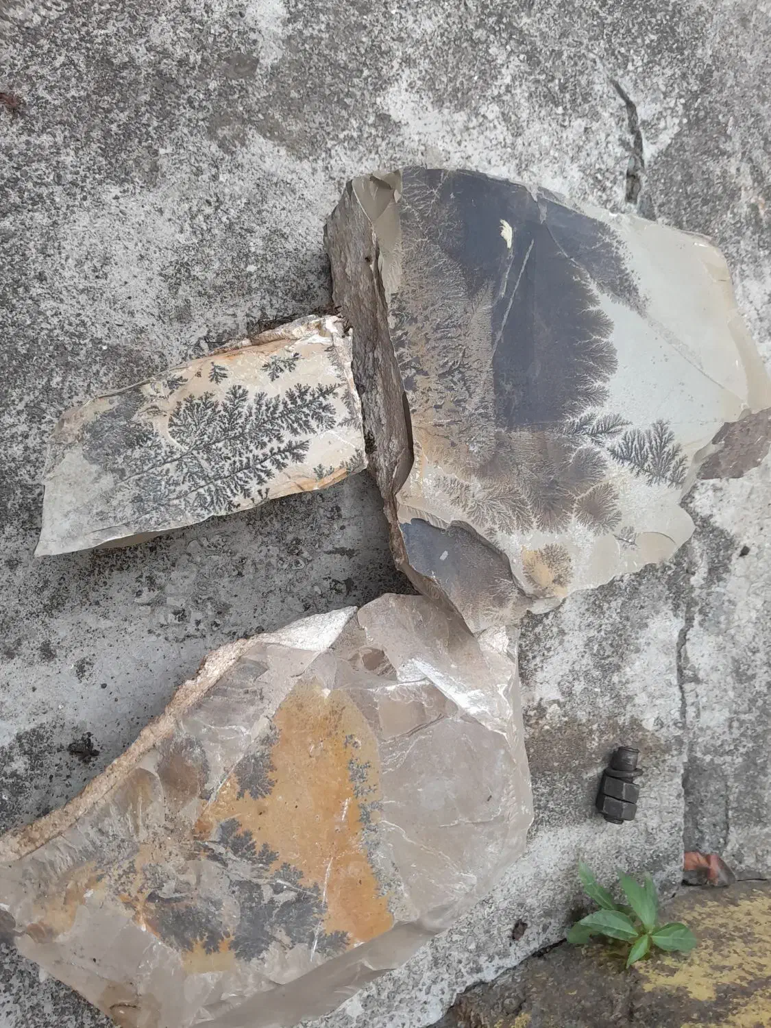 فسیل شجرزیبا با. شکل های مختلف|کلکسیون اشیاء عتیقه|بندر انزلی, بشمن|دیوار