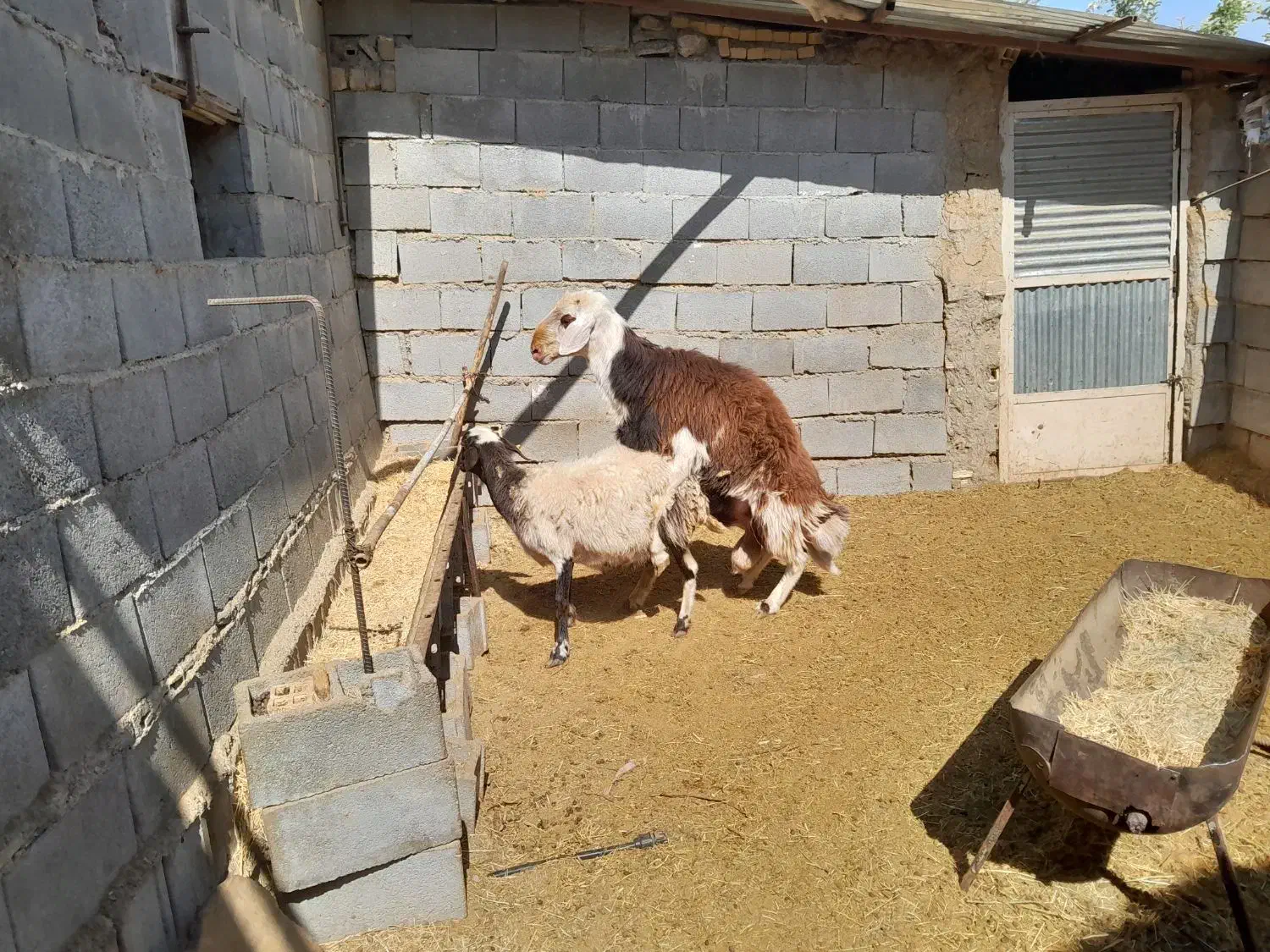 شیشک پلنگی|حیوانات مزرعه|پادنا علیا, |دیوار