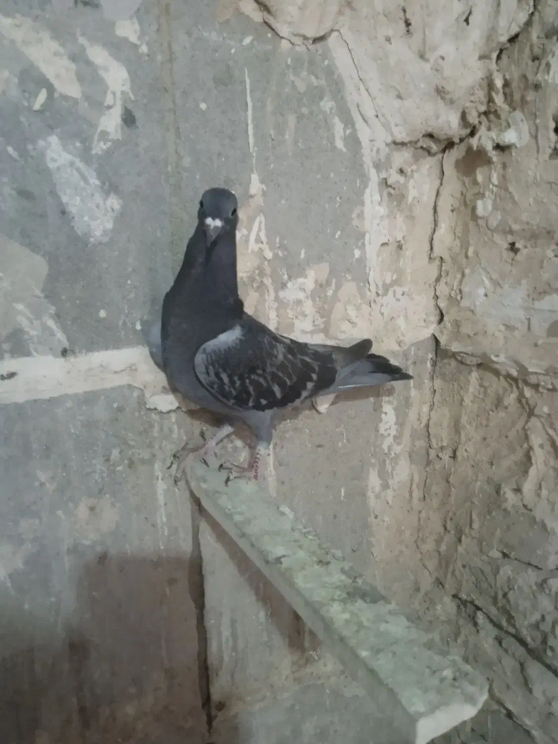 پلاکی ، نامه بر|پرنده|کرمانشاه, |دیوار