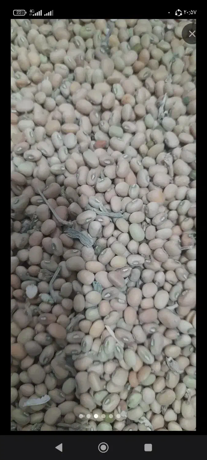 لوبیا سرخ جیرفتی تمیز|عمدهفروشی|جیرفت, |دیوار