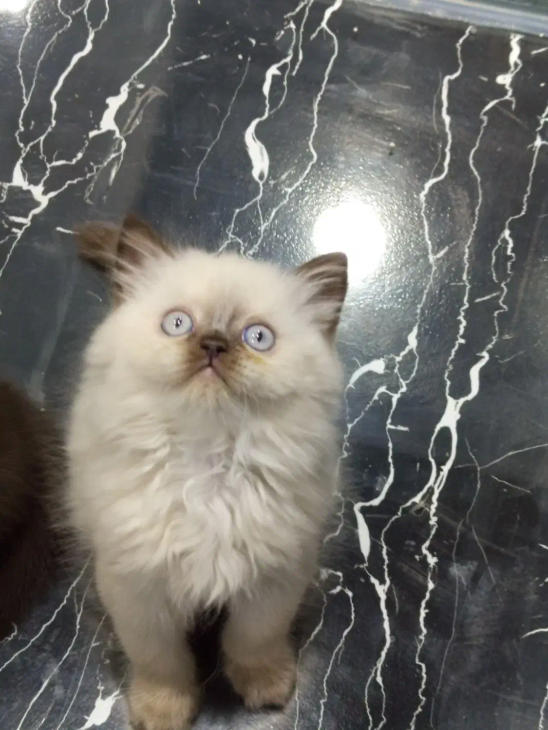 برتیش لانگهیر پسر|گربه|تهران, تهرانسر مرکزی|دیوار