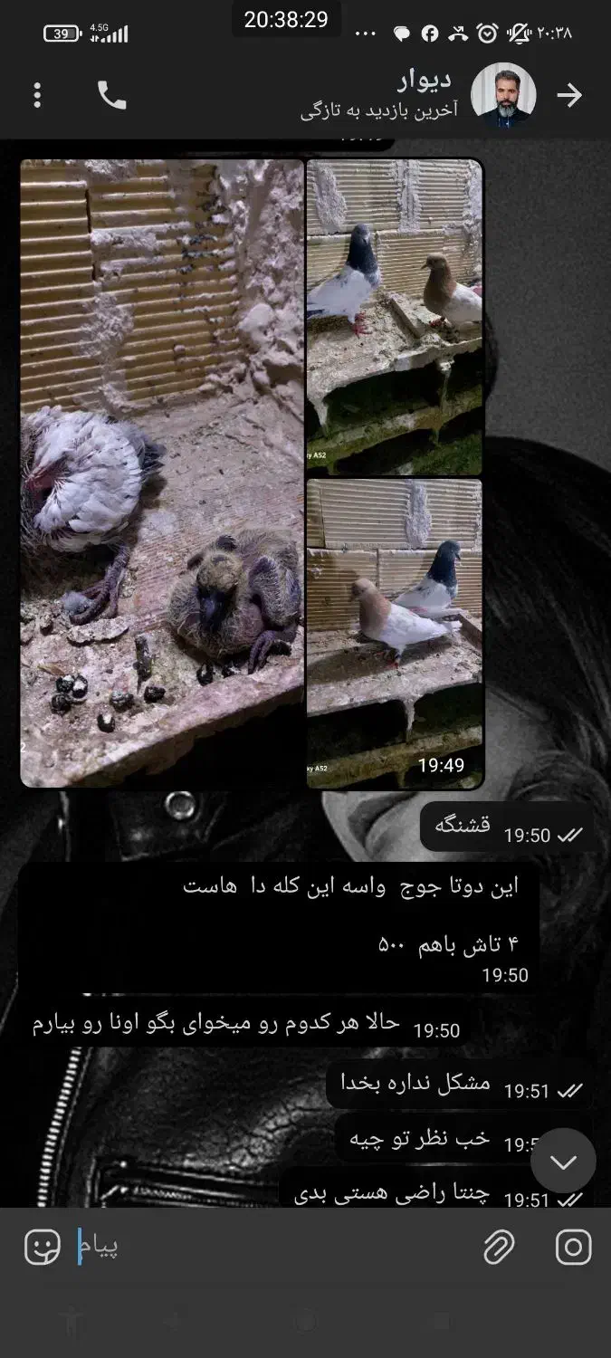 سلام دوستان عزیز این کبوتر جوجه داره فرار کرده|حیوانات|گلستان (تهران), |دیوار