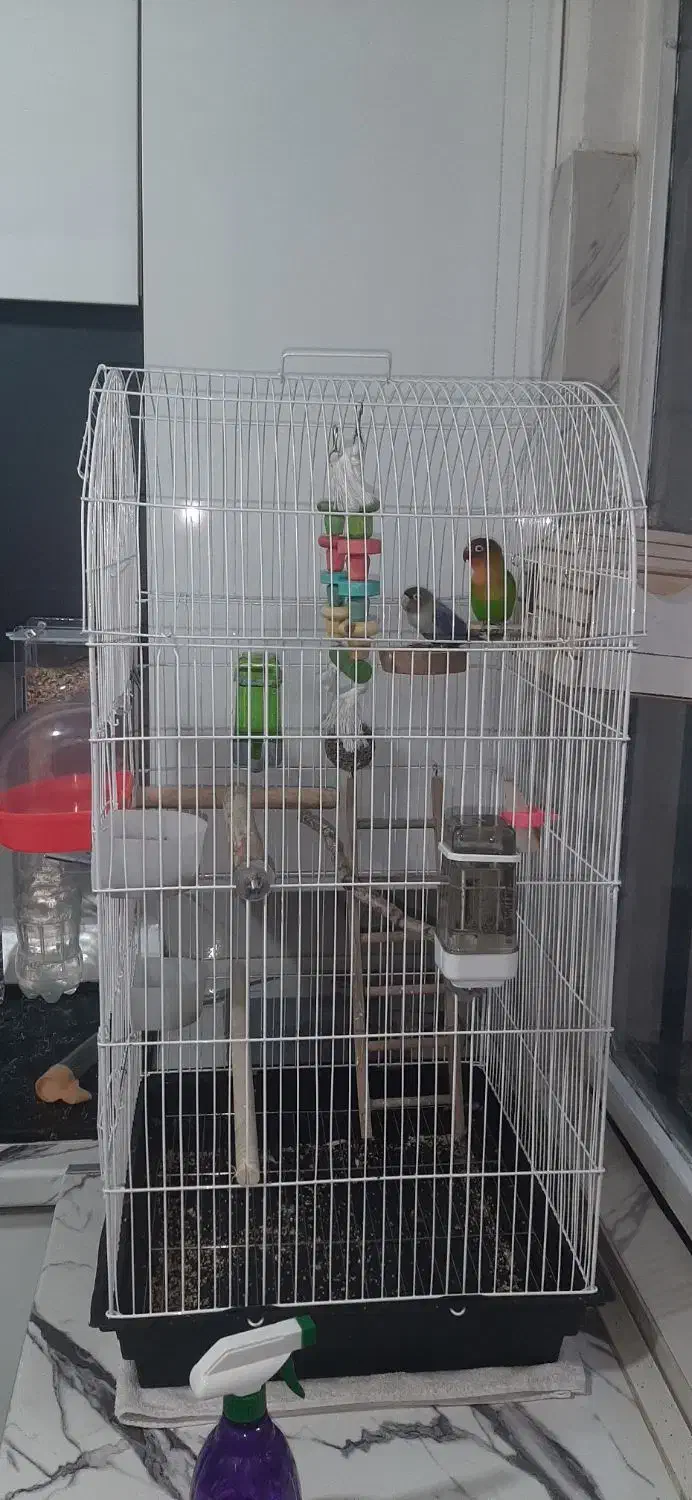 طوطی برزیلی فیشر|پرنده|پاکدشت, پاکدشت (مامازند)|دیوار