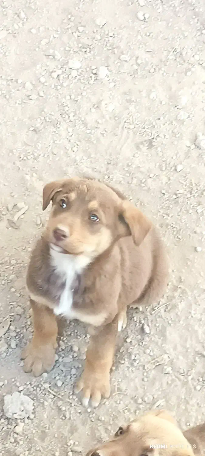 توله سگ|سگ|رباط‌کریم, منجیل آباد|دیوار