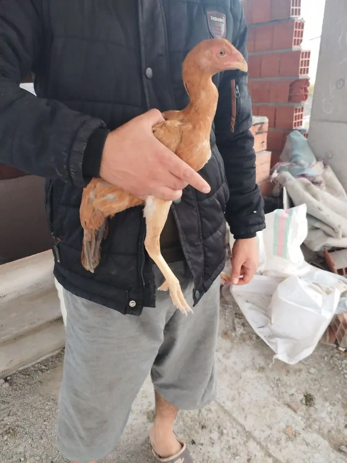 جوجه مرغ لاری|حیوانات مزرعه|قائم‌شهر, |دیوار