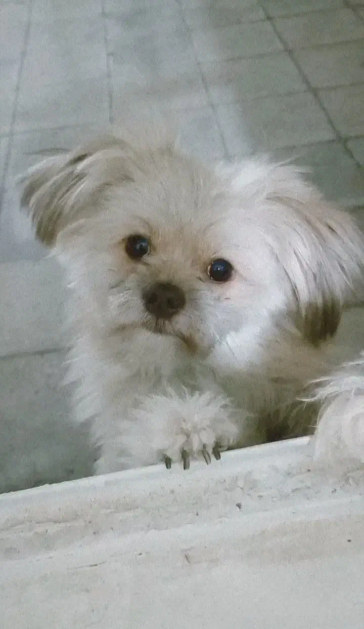 سگ نژاد شیتزو تریر|سگ|مشهد, وحید|دیوار