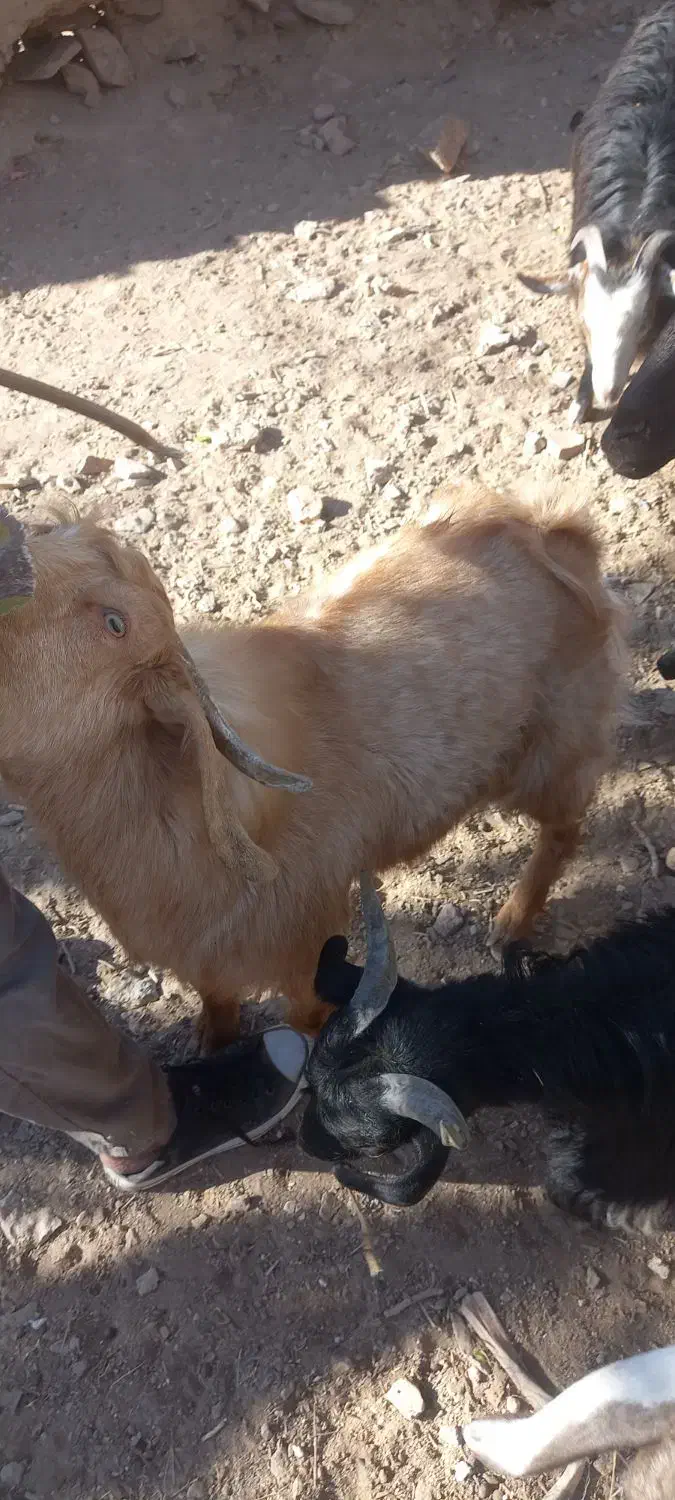 فروشی|حیوانات مزرعه|خوسف, |دیوار