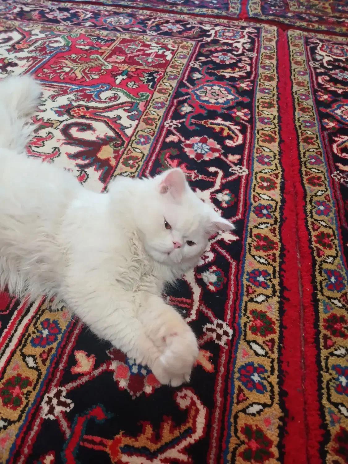 حیوانات|گربه|تبریز, |دیوار