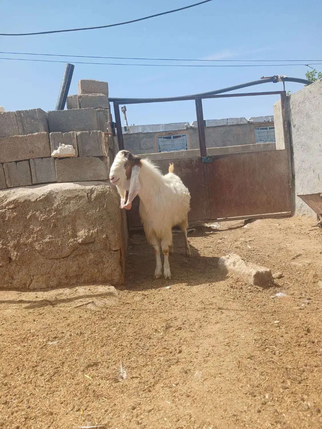 نربز پاکستانی ۴دندان|حیوانات مزرعه|آشخانه, |دیوار
