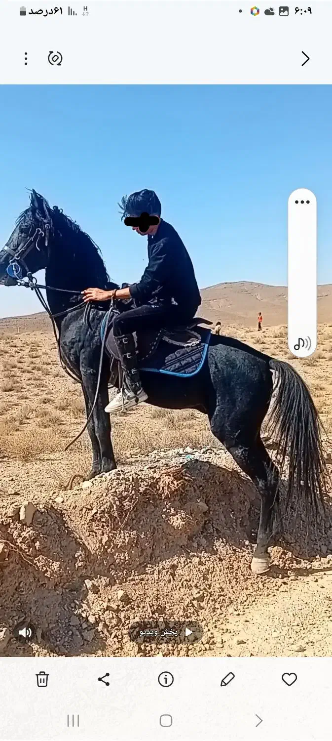 با سلام یک راس اسب نریان نژاد کرد|اسب و تجهیزات اسبسواری|ماهان, |دیوار