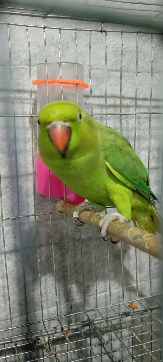 طوطی ملنگو ماده بافت عروس هلندی|پرنده|بافت, |دیوار