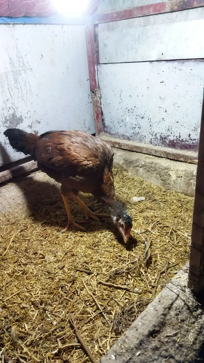 لاری خروس و مرغ|حیوانات مزرعه|مراغه, |دیوار