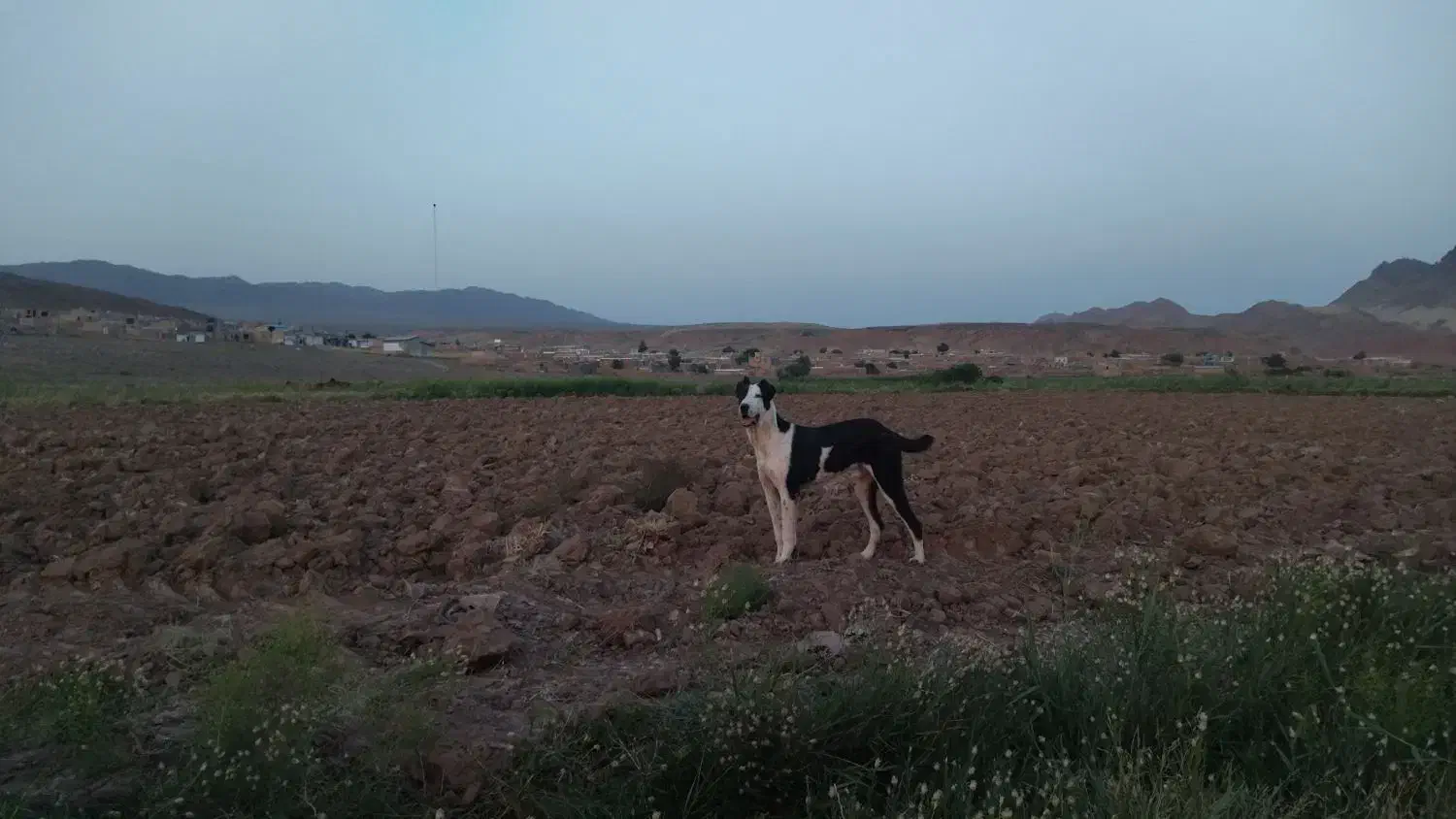 سگ به شرط گله|سگ|تربت جام, جلگه موسی آباد|دیوار