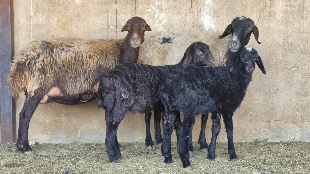 تعداد ۱۳راس میش قزل افشار بره دار ۱۴راس بره|حیوانات مزرعه|طسوج, |دیوار