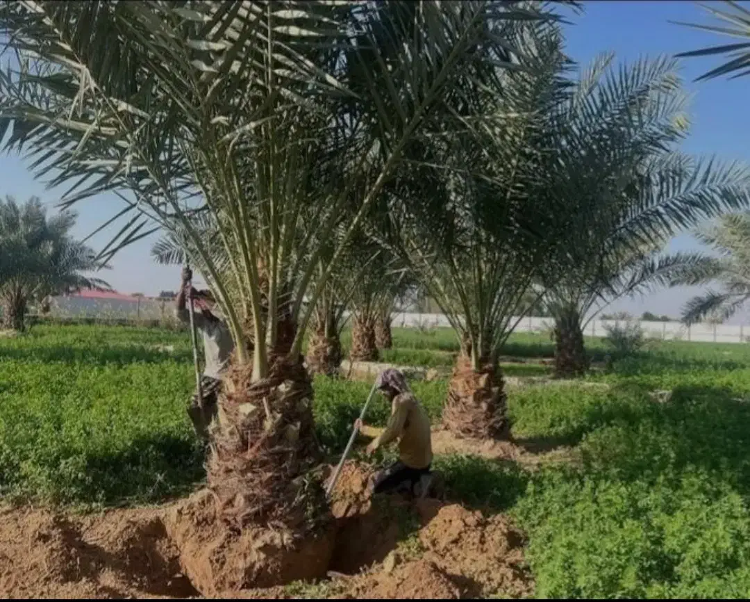 انواع درخت خرما تضمین شده نهال مرکبات|خدمات باغبانی و درختکاری|کاشان, درب باغ|دیوار