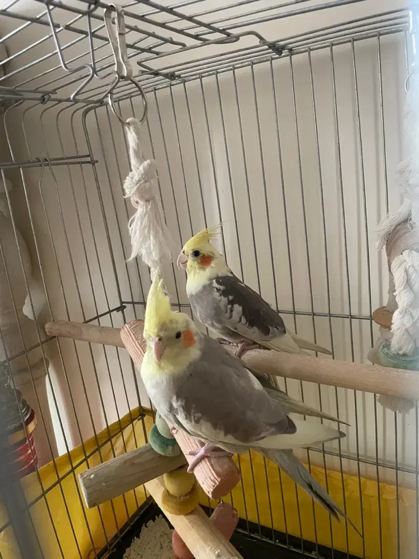 عروس هلندی رام|پرنده|پردیس, فاز ۱|دیوار