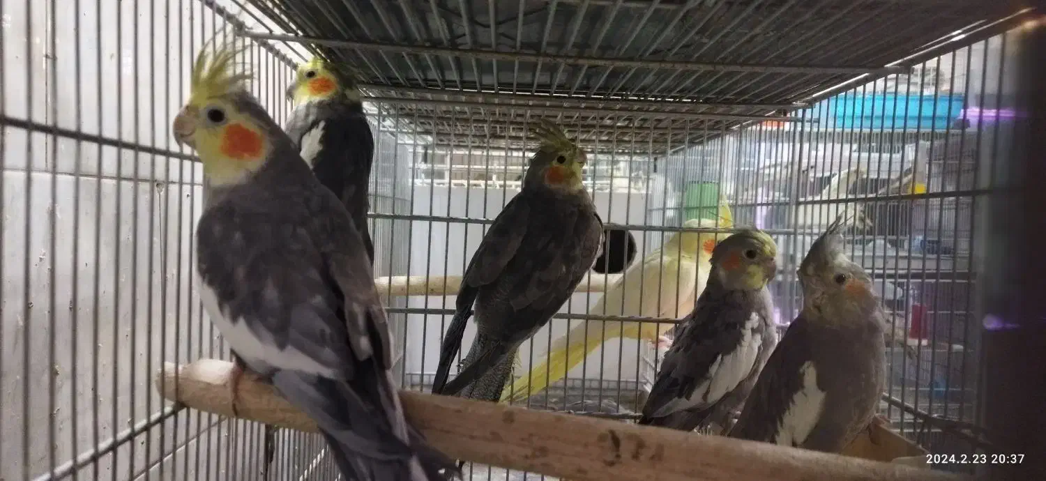 تخفیف ویژه انواع پرنده زینتی|پرنده|هشتگرد, هیو|دیوار