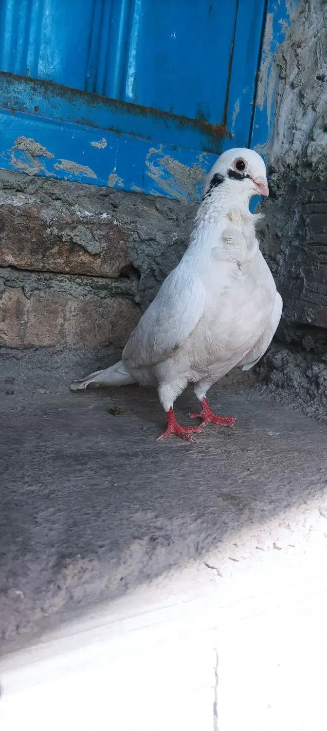 کفتر|پرنده|گرگان, |دیوار