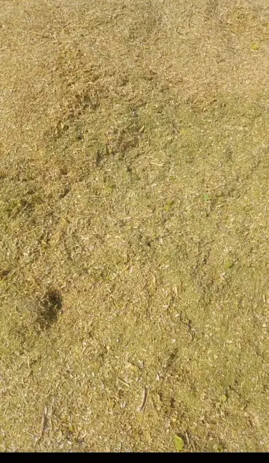 کاه لوبیا|حیوانات مزرعه|سده (فارس), |دیوار