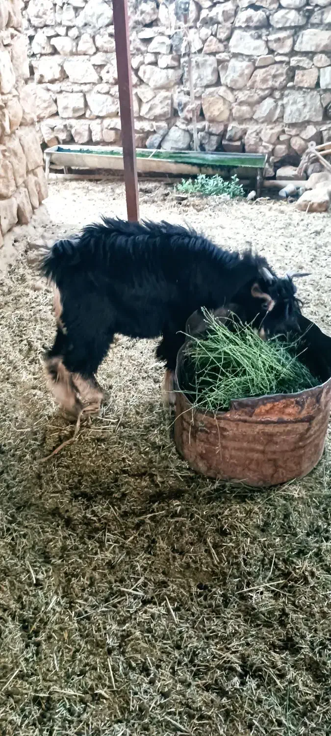 سه عدد بزغاله چاق پرواری|حیوانات مزرعه|هندمینی, |دیوار