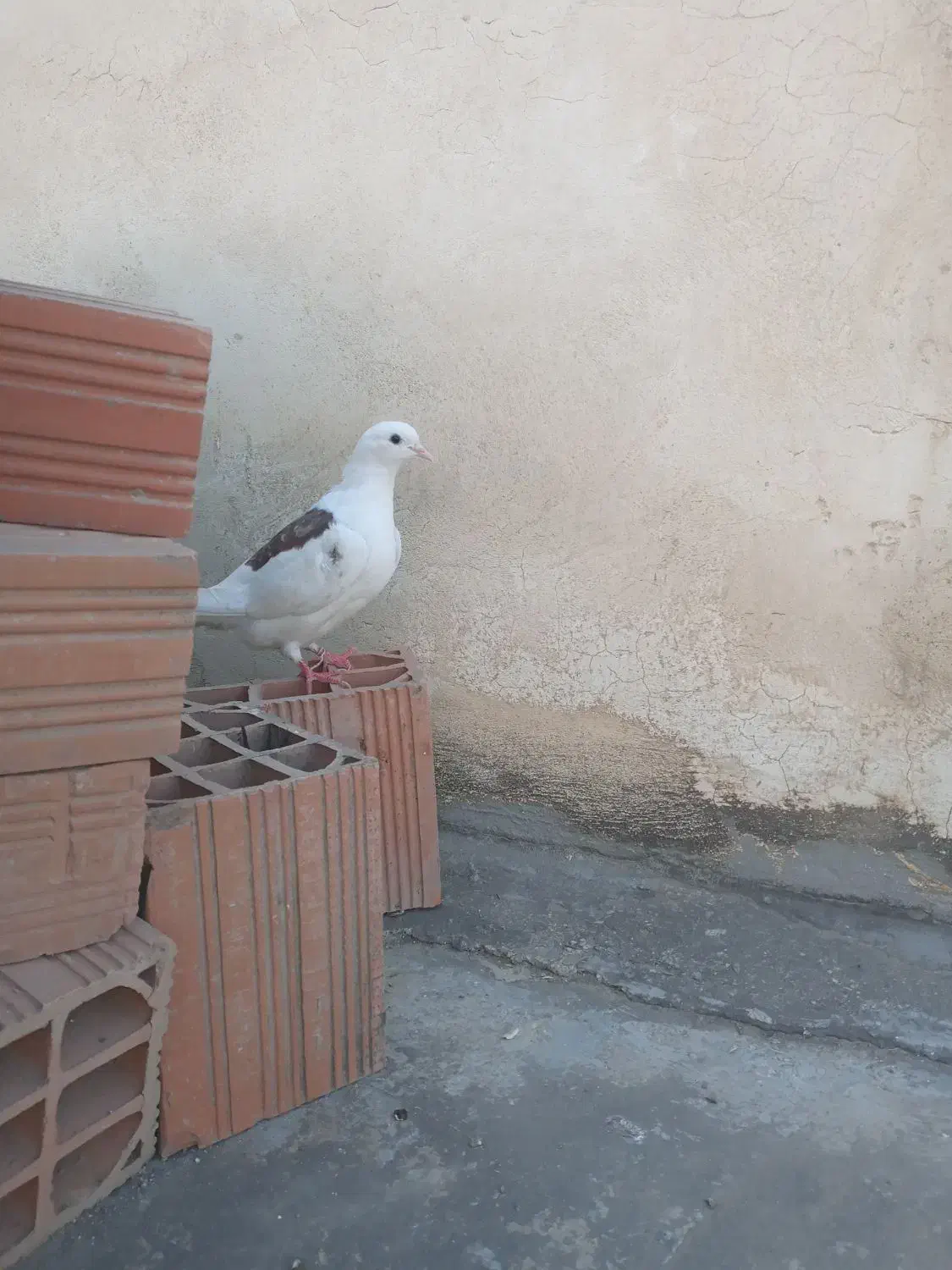 کبوتر گم شده|حیوانات|کردکوی, |دیوار