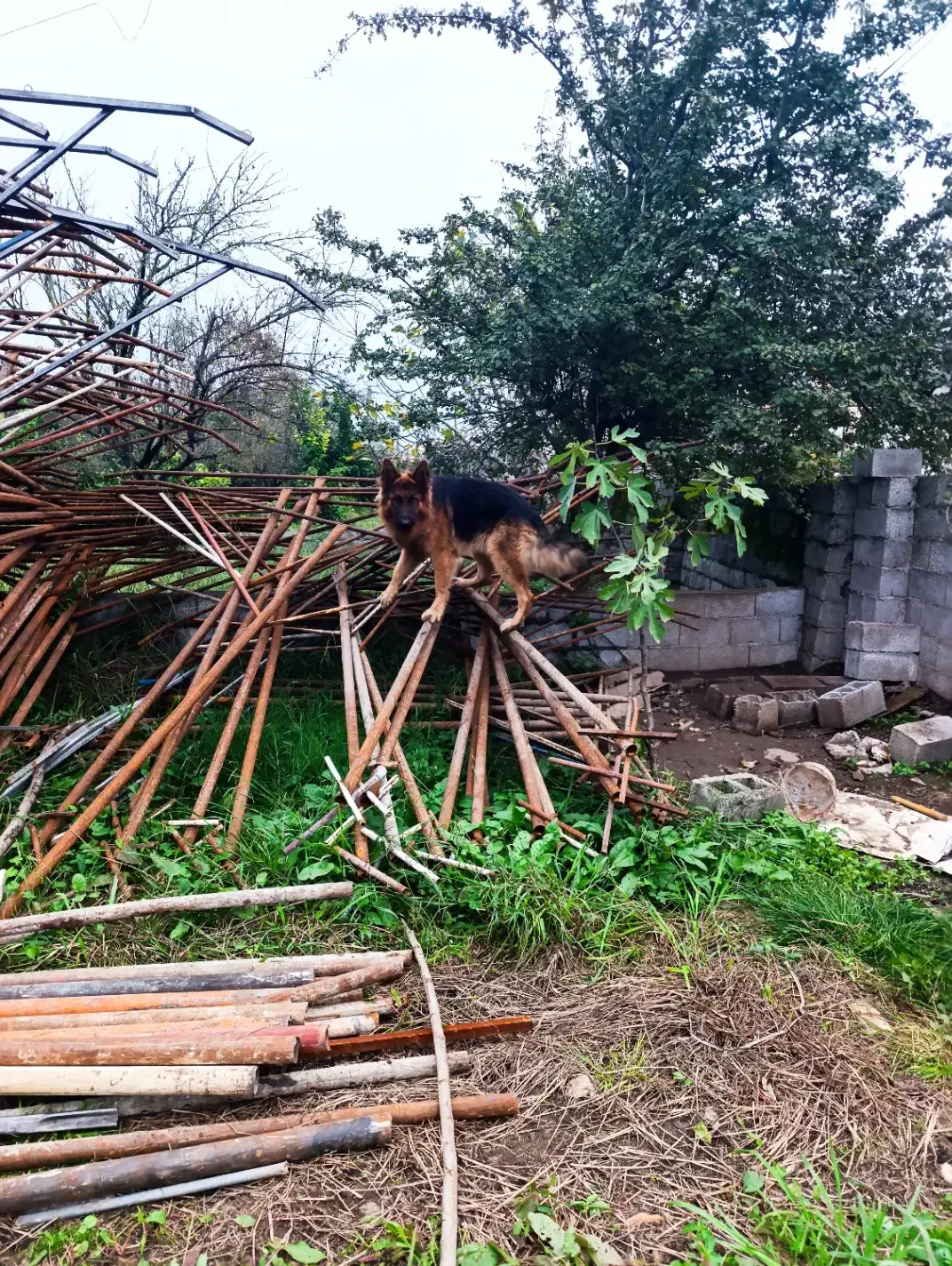 حیوان خانگی|سگ|رضوانشهر, |دیوار