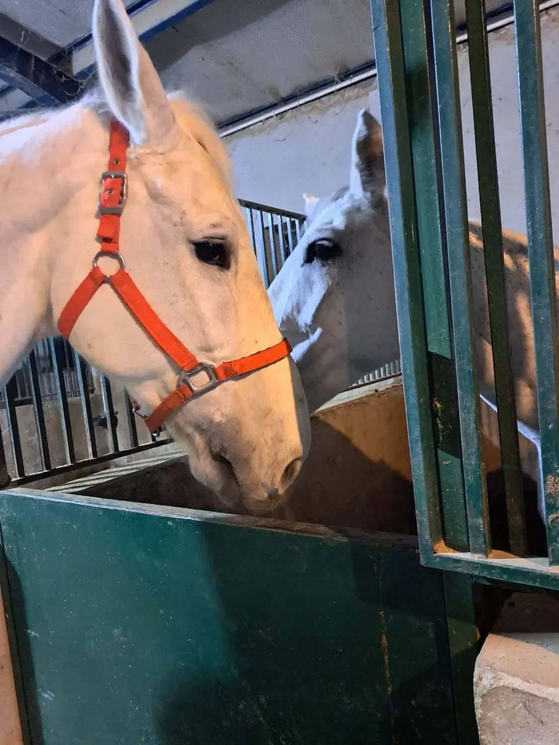 کود اسبی رایگان|خدمات باغبانی و درختکاری|اسلامشهر, شهرک قائمیه|دیوار