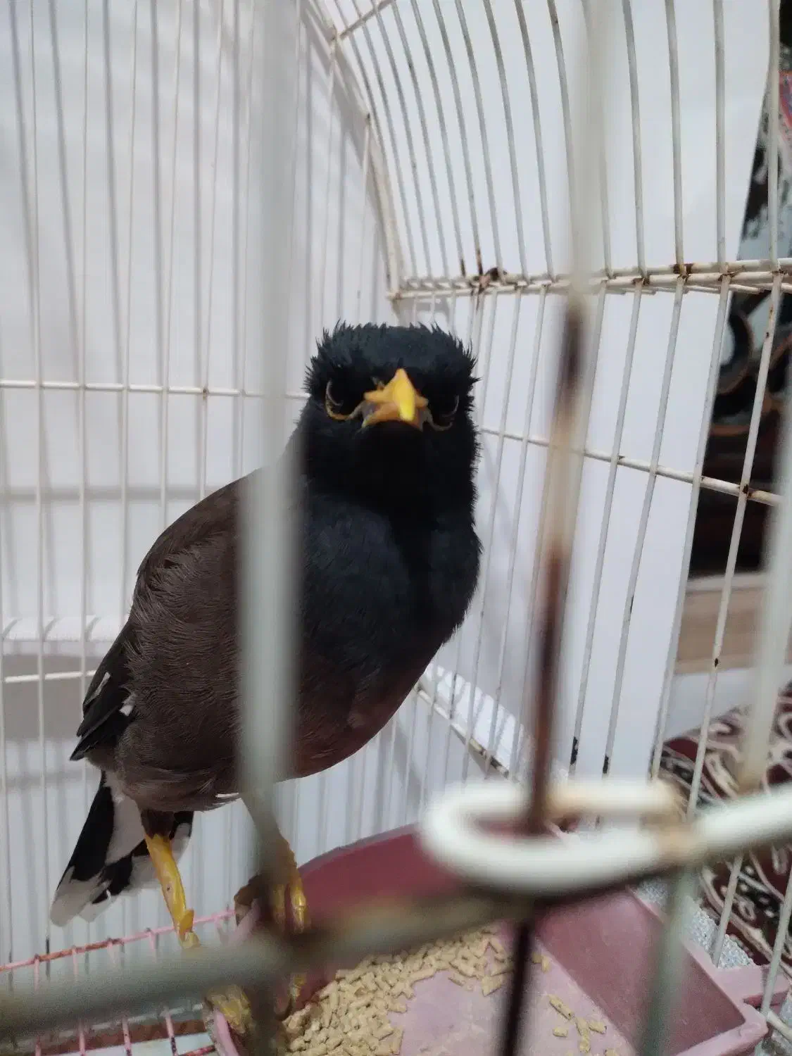 مرغ مینا|پرنده|بروجرد, |دیوار