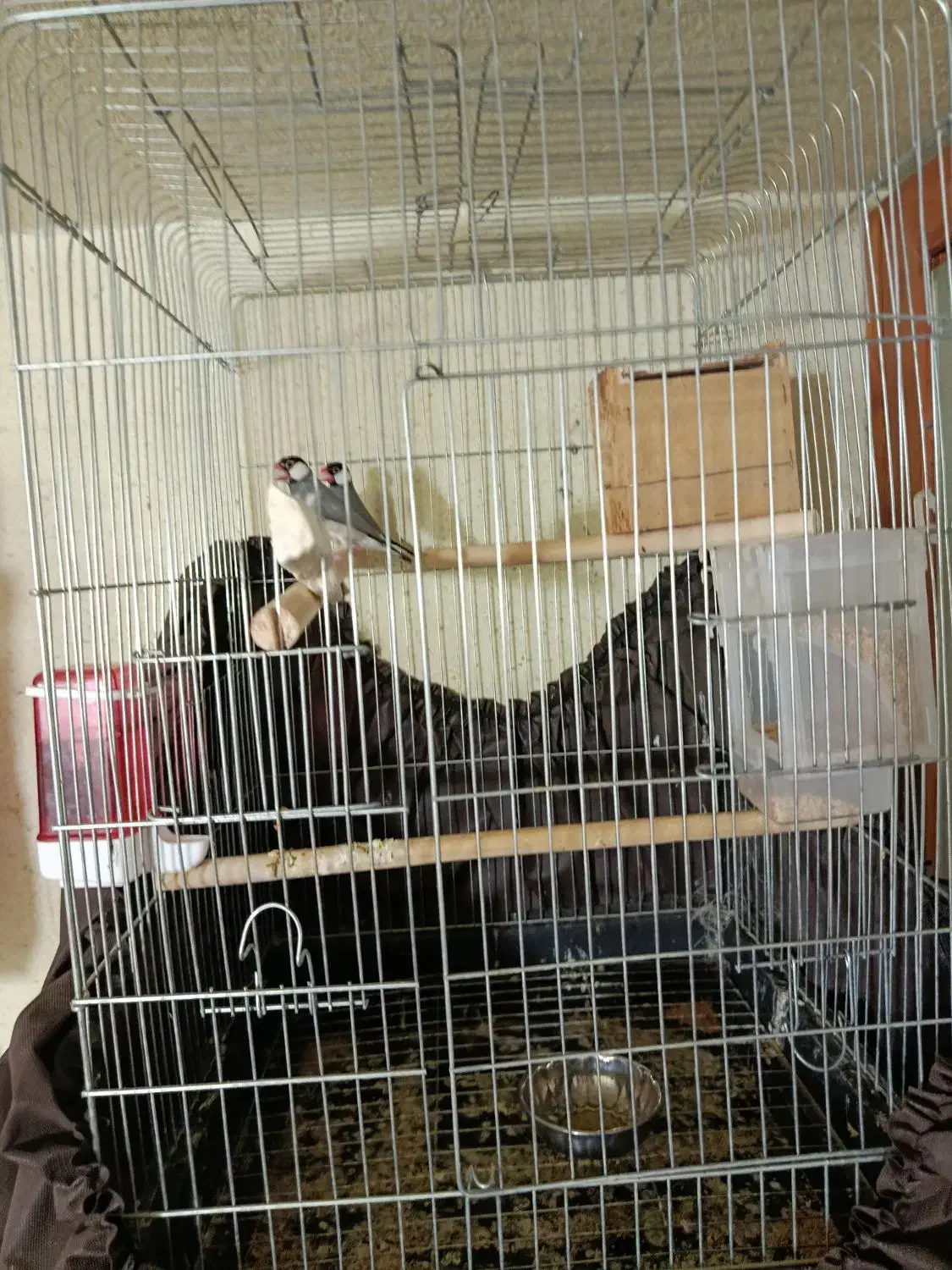 فنچ نرگسی|پرنده|یزد, |دیوار