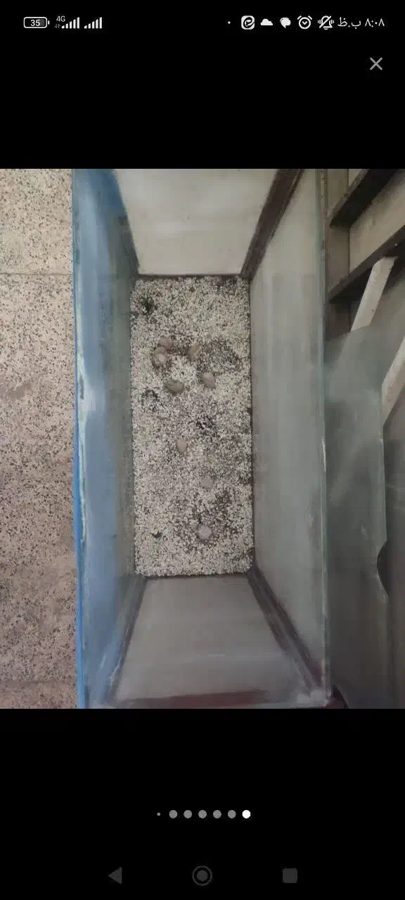 اکواریوم تعویض با دوتا گوپی، فایتر ، سنگ اکواریوم|ماهی|یزد, |دیوار