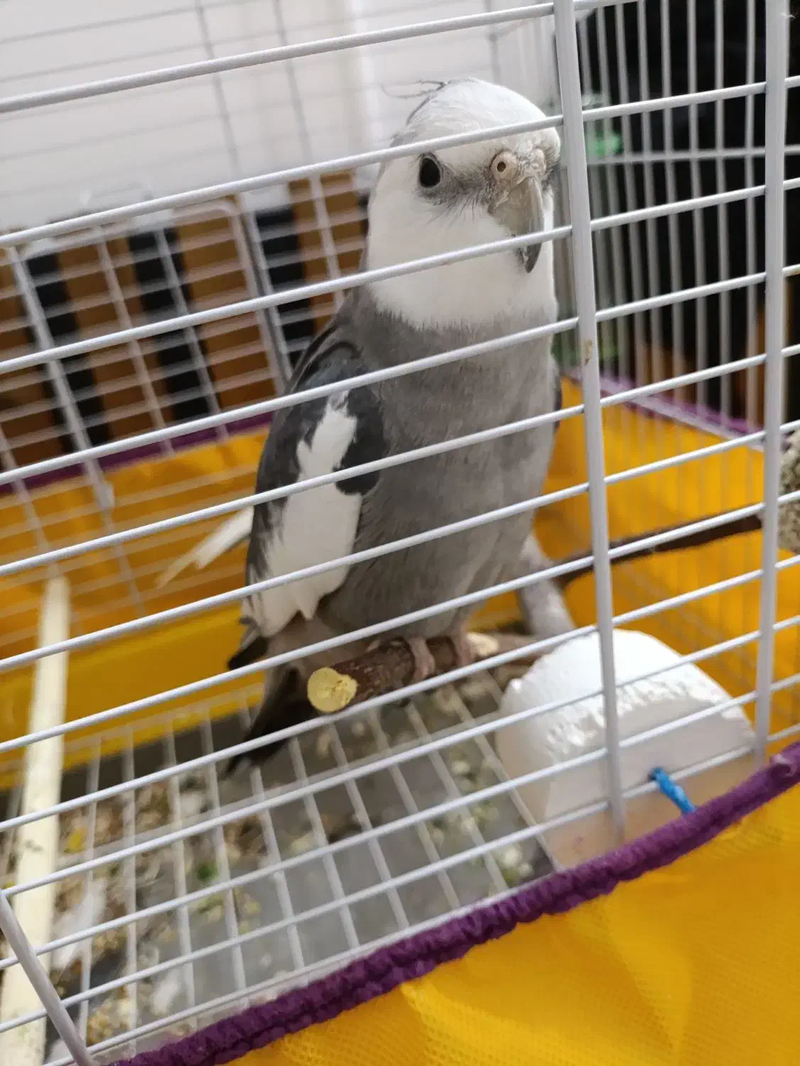 یه جفت عروس هلندی با قفس|پرنده|قم, خداکرم|دیوار