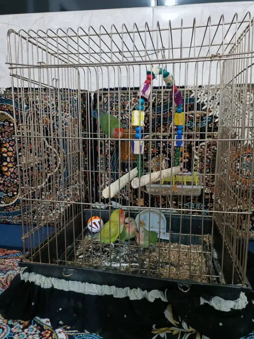 طوطی برزیلی و جوجه|پرنده|کرمانشاه, |دیوار