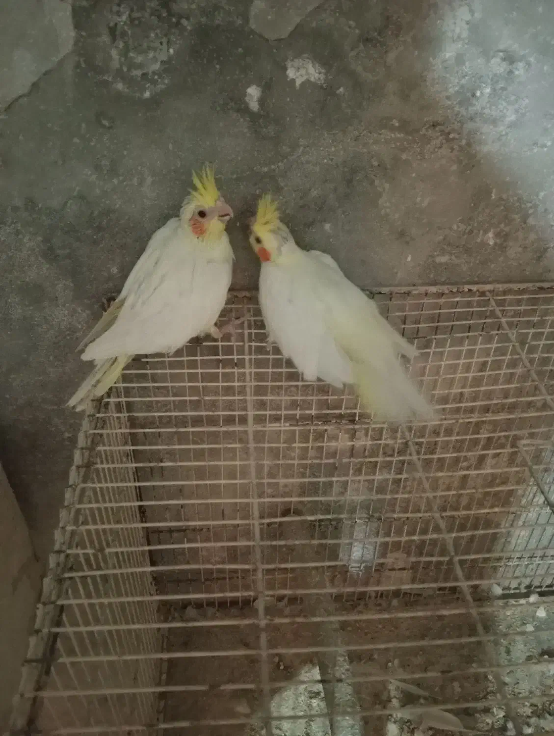 عروس هلندی.وتخم..توضیحات|پرنده|سبزوار, جوادیه شرقی|دیوار