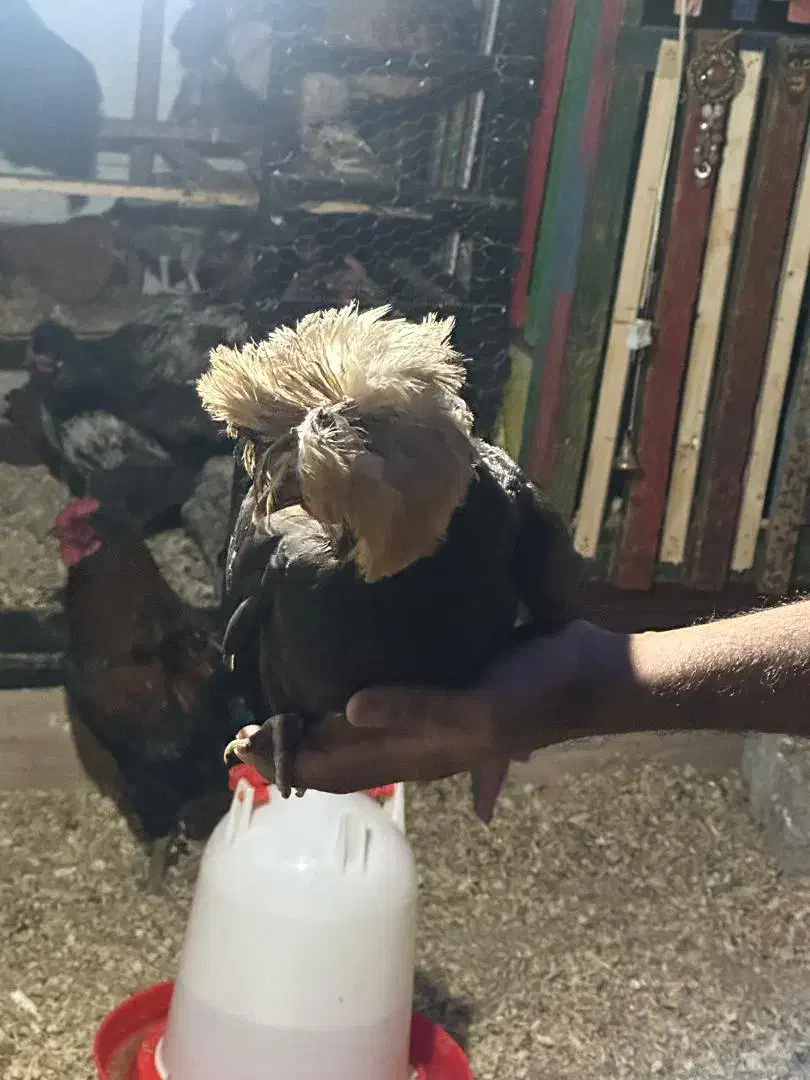 جوجه لهستانی ویاندوت ایام سمانی برهما مرغ وخروس|حیوانات مزرعه|رشت, گیل|دیوار