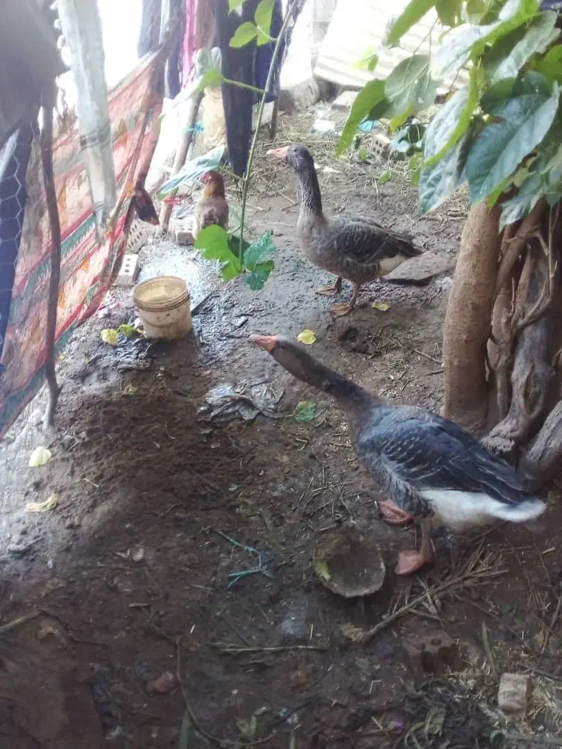 غاز اعبوده|حیوانات مزرعه|حمیدیه, |دیوار