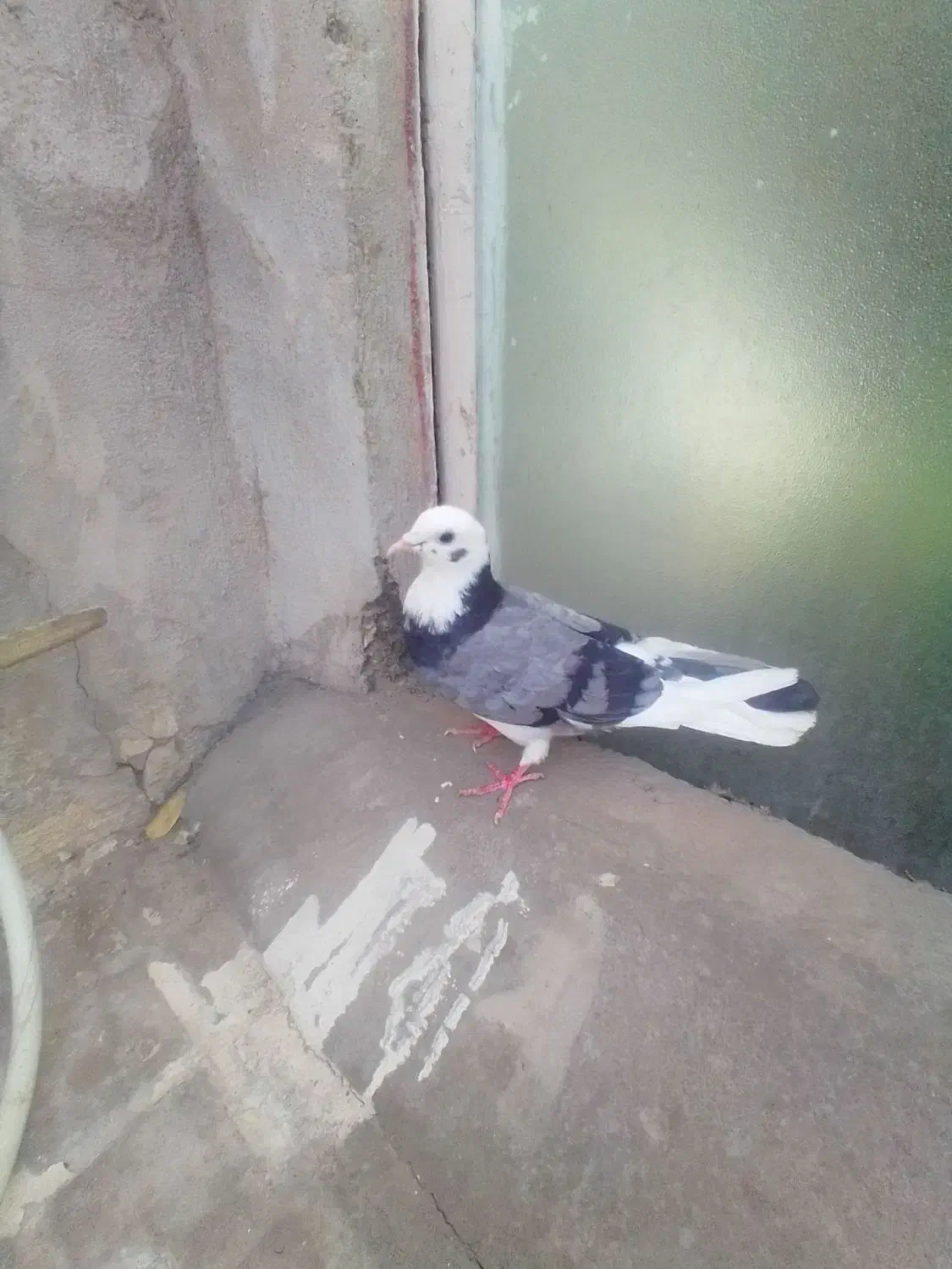 کبوتر|پرنده|محمدشهر, جعفرآباد|دیوار